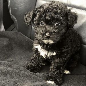 Meet your Posher, Fatima